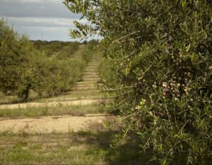 azeitona azeite andorinha